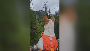 V Tatrách platí nový návštevný poriadok. Zisťovali sme, kam môžete vstúpiť so psom