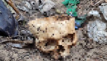 Komu patrila a išlo o zločin? Z nájdenej lebky dokážu vyčítať aj pohlavie či etnickú príslušnosť