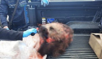Žena mala nelegálne uloviť medvedicu, naporciovať ju a smerovať za hranice Slovenska