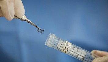 Vírus zika sa tento rok potvrdili na Slovenku u troch ľudí