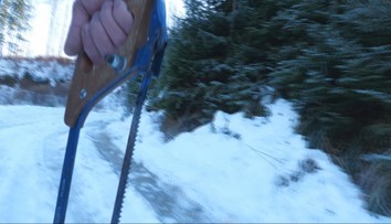 Vyrúbať si stromček bez povolenia sa nevypláca. Riskujete tým mastnú pokutu a trestné stíhanie