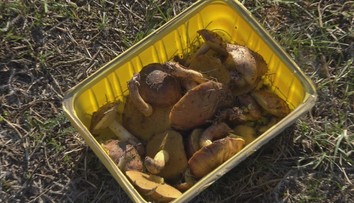 Namiesto lyžovačky plný košík masliakov. To je úlovok z juhu Slovenska