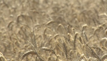 Poľnohospodári zožnú viac pšenice, ako sa očakávalo. Malo by sa to prejaviť na cenách v pekárňach