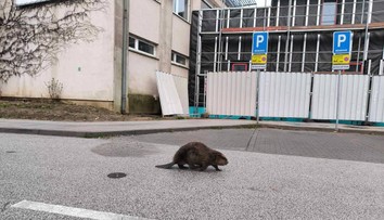 VIDEO: Košičanov vystrašil na zastávke MHD bobor. Prechádzal sa pomedzi ľudí čakajúcich na spoj