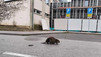 VIDEO: Košičanov vystrašil na zastávke MHD bobor. Prechádzal sa pomedzi ľudí čakajúcich na spoj