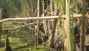 Dubničania stále nevedia, čo im pláva v rybníku. Dvaja rybári vraj hadovi pozerali priamo do očí