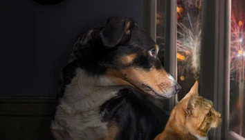 S veterinárom o zvieratách počas silvestrovskej noci. Upokojovaním im dávate vedieť, že sa niečo deje