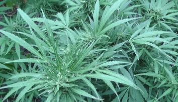 Polícia obvinila dvoch mladých Levočanov z drogovej trestnej činnosti