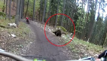 Dvoch cyklistov naháňal v Malinô Brdo medveď. Všetko zachytila kamera