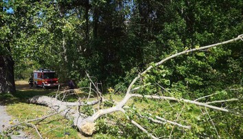 Až po smrti 14-ročného Patrika spília stromy v Nitre. Kto za jeho smrť nesie zodpovednosť?