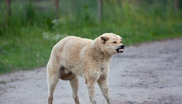 Poľskí veterinári hlásia nové ohniská smrteľnej besnoty. Objavili sa neďaleko hraníc so Slovenskom