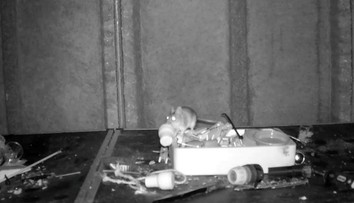 VIDEO: Dôchodca sa čudoval, kto mu stále upratuje v kôlničke. Nastražená kamera odhalila nečakanú scénu