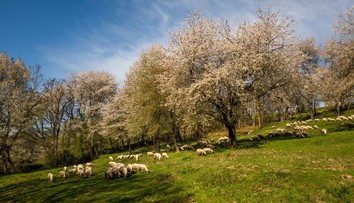 Najromantickejšie miesto na Slovensku: Na Gemeri zakvitli tisíce historických čerešní