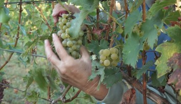 Majitelia sadov sa pripravujú na prívalové dažde, narýchlo zbierajú úrodu