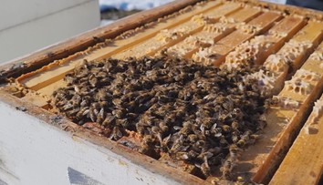 Presťahoval sa na vidiek a zostal v šoku. V malej obci na východe mu zakázali chovať včely