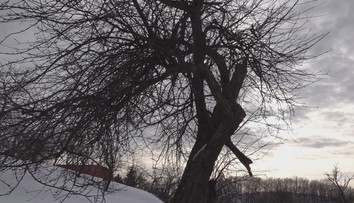 Jabloň z Bošáce bojuje o európske prvenstvo. Je za ňou silný príbeh