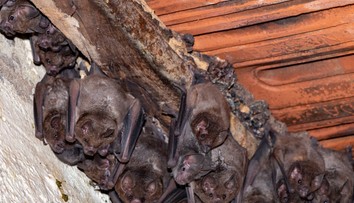 Dieťa uhryzol netopier, rodičia za lekármi nešli. Skončilo sa to tragicky