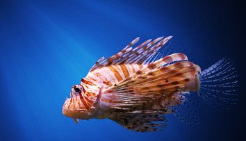 Na Jadrane ulovili obávanú rybu. Jej jed spôsobuje niekoľkodňové bolesti a paralýzu