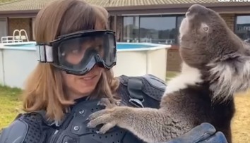 VIDEO: Reportérka skočila na starý austrálsky žart. Uverila, že koala má krvilačného bratranca