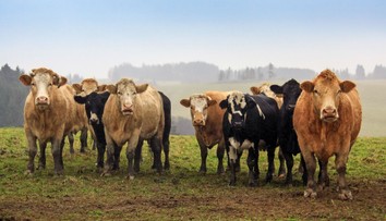V Rakúsku pred časom udupali kravy ženu na smrť. Existuje zarážajúca spojitosť medzi víkendovým útokom na Považí