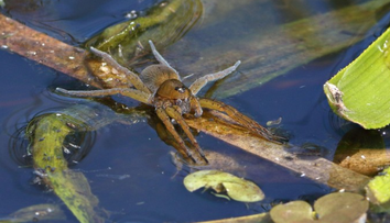 V Európe sa šíri obrí druh pavúka. Je veľký ako ľudská dlaň
