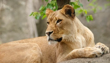 Levica zabila v zoo leva, s ktorým mala tri mláďatá. Pre vedcov je to záhada