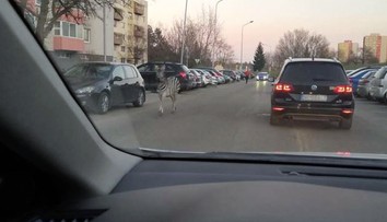 V uliciach Nitry pobehovala zebra. Z cirkusu ju vypustili opití výtržníci
