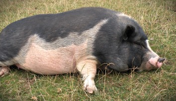 Veľmi ho vykŕmila, všimli si to veterinári a zobrali jej ho. Extrémne tučnému prasaťu nasadili diétu