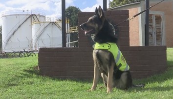 Vozí ju špeciálne auto s ozbrojenou ochrankou: Sučku Sombru chcú zabiť drogové kartely
