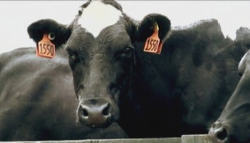 Situácia slovenských mliekarov je zúfalá, až tretina chovov môže skončiť