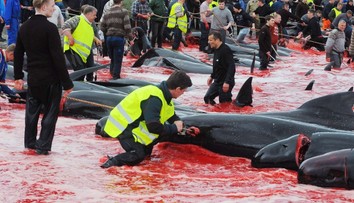 Ani tento rok nevynechali rituál plný krvi. More sa zafarbilo načerveno