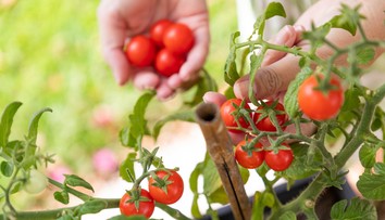 Pestujete rajčiny? Pozor na najčastejšie chyby, ktoré robia záhradkári