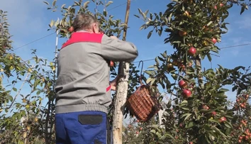 Samozber jabĺk bez platenia prilákal davy, od rána sa tvorili kolóny. Ovocinár sa neubránil slzám