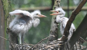 V Turci sa vyskytol vírus vtáčej chrípky. Potvrdili ho u uhynutej volavky