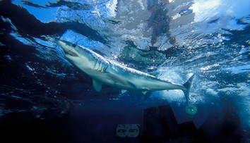 VIDEO: Na severe Talianska sa objavil trojmetrový žralok. Správca prístavu vyzýva k opatrnosti