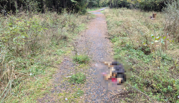 Exriaditeľ Štátnych lesov TANAPu mal podľa iniciatívy My sme les zastreliť rodine s dieťaťom psa, ktorý bol tesne pri nich