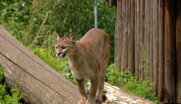 Nečakaná dráma. Na chlapca (5) pred domom zaútočila puma, matka sa jej postavila holými rukami