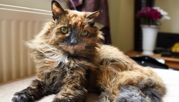 Zomrela najstaršia mačka sveta. Oficiálny titul získať nestihla