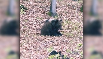 Ľudí pri obci Hriňová vystrašil medveď, potuloval sa neďaleko cesty