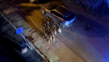 VIDEO: Stádo diviakov si vykračovalo po bratislavskom Bôriku. Polícia radí, čo určite nerobiť