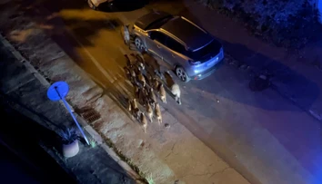 VIDEO: Stádo diviakov si vykračovalo po bratislavskom Bôriku. Polícia radí, čo určite nerobiť