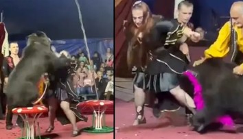 VIDEO: Rodičia s deťmi zažili v cirkuse chvíle hrôzy. Medveď dvakrát napadol krotiteľku