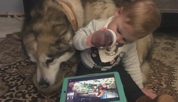 Prípad utýraného malamuta je iba špička ľadovca. Ochranári hovoria o rómskej mafii