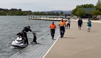 VIDEO: Policajti zachraňovali vystrašenú kenguru, tá sa odhodlala k nečakanému kroku