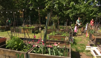 Medzi bratislavskými panelákmi si zriadili komunitnú záhradu. Záujem o ňu je enormný