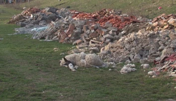 Na obecnom pozemku uhynuli ovce. Dva mesiace tam ležia v rozklade