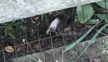 VIDEO: Had zaútočil na králika. Jeho matka mu to nedarovala