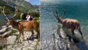 VIDEO: Úchvatné stretnutie v Tatrách. Miestny krásavec sa turistom postaral o nezabudnuteľný zážitok