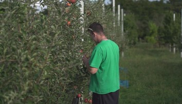 Ovocné sady opäť otvárajú brány. Začína sa samozber jabĺk, tento rok skôr, ako je zvykom