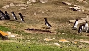 VIDEO: Popletený tučniak sa pridal k nesprávnej skupine. Video z Falklandov baví sociálne siete